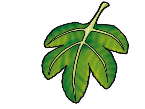 Fig leaf. – Slide 4