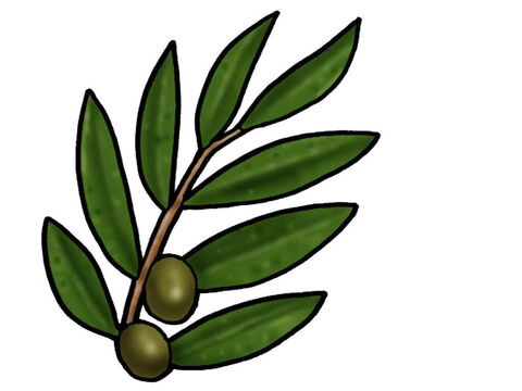 Olive leaf. – Slide 5