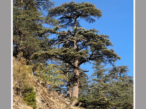 Cedar of Lebanon in the Taurus mountains of southern Turkey.<br/>Cedar of Lebanon (Cedrus libani).<br/>The finest tree known in Biblical times - tallest, majestic and with a wonderful timber that’s fragrant and durable. It was used for all the best buildings including temples and palaces, and also in boat building, for top-of -the-range coffins, indeed, anything where one wanted to impress! Not surprisingly the cedar is also a metaphor for important people and is used as such in the Bible.<br/>Cedar is not native to Israel and was imported as is described in the books of Samuel, Kings and Chronicles. The transport of logs from mountain forest to Mediterranean shore, rafting, and then hauling them up to Jerusalem to build Solomon’s Temple chimes with what we know about the timber trade in classical times. Indeed, this fine timber was imported this way into Egypt as far back as 2500 BC. The Assyrians used much cedar in Babylon and Nineveh.<br/>Only the very best was used to build Israel’s great temple, namely, cedar of Lebanon. – Slide 1