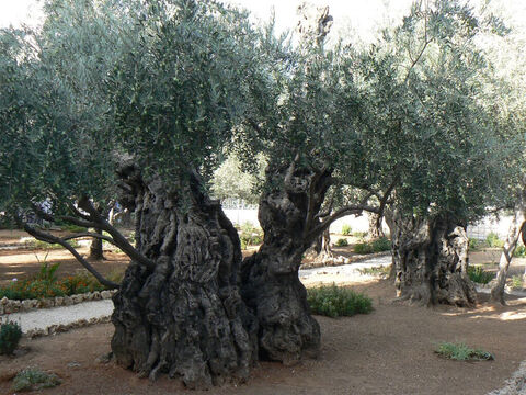 Olives growing in the Garden of Gethsemane still bearing plenty of fruit. <br/> Olives (Olea europea).<br/>Arguably olive is the oldest fruit tree in cultivation yielding food, fuel, lighting, cosmetics and medicines and as indestructible as a tree can be. Some live for up to 2000 years and remain fruitful throughout, quite unlike most other fruit trees. So valued is the olive that clearing or cutting them down is forbidden.<br/>The olive grove in the Garden of Gethsemane is impressive, the trees being about 900 years old, and may come from the very stock of trees among which the Lord Jesus Christ prayed with such earnestness. <br/>Today olives are under great threat from a bacterial disease called Xyllela fastidiosa. – Slide 2