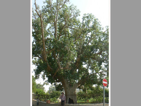 Large sycomore-fig in Jericho. <br/>Sycomore fig (Ficus sycomorus). <br/>A member of the fig genus that grows into a large tree and is common in the subtropics of Africa and occurs in low lying Galilee and the Jordan valley. Not to be confused with sycamore (spelt with an ‘a’ and is Acer pseudoplatanus) which is a maple. <br/>Sycomore-fig is the tree in Jericho Zaccheus climbed in order to see Jesus (Luke 19:4). Only Luke mentions the incident and how grateful we are for knowing the kind of tree too. This is because in the autumn figs grow on the trunks and thicker branches and shepherds would climb up the trees to scar the fruits and rub in olive oil. This makes them palatable - the poor man’s figs - when gathered several weeks later. It is believed that this is what is meant in the Old Testament as ’tending sycomore-fig trees’ e.g. Amos 7:14. Zaccheus, the wealthy chief tax collector, would have known this and yet was willing to identify himself with this lowliest and marginalised of occupations just so he could see Jesus. And what a change he and his family experienced as a result of the encounter. – Slide 4