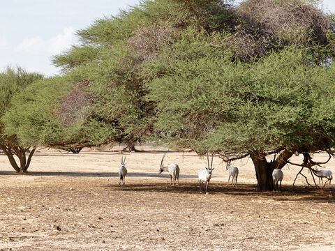 Acacia trees in the Negev (with Arabian oryx) Photo. F Leung. <br/>Acacia trees and woodland. <br/>The tree of semi-desert from which so much of the tabernacle, altar and associated furnishings were fabricated (Exod.25-27). There are three species native to Israel and Jordan and all would have been used for firewood, charcoal and building materials. Acacia woodland (Hebrew shittim) also features in place names and was from where Joshua set out to conquer the promised land (Josh. 3:1). <br/>These references affirm the reliability of the Bible. As the Israelites wandered in the desert and built their place of worship, the kind of timber they were explicitly instructed to use was the very one actually available - and it was good for the job too. – Slide 6