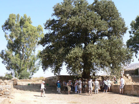 Tabor oak in northern Israel. <br/>Oaks (Quercus spp) and Terebinths (Pistacia spp). <br/>There are three species of oak native to Israel and Jordan, of which two probably feature in the Bible, and two terebinths that are tree-sized. Oaks and terebinths are long-lived trees and are frequently mentioned in the Old Testament to mark a special place or event or boundary and, regrettably, under which the Israelites committed so much idolatry. The refrain ‘under every spreading tree’ we read about in 2 Kings and in the prophets Isaiah, Jeremiah and Ezekiel. – Slide 9