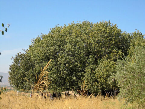Great spreading Atlantic terebinth in northern Israel. Oaks (Quercus spp) and Terebinths (Pistacia spp). <br/>Oaks and terebinths are linked in other ways, despite the differences botanically, in that their bark is similar as is the Hebrew word for them: elah and alah for terebinth and elon and allon for oaks. Added to this the ‘el’ or ‘al’ stem suggests ‘god’: certainly oaks and terebinths were not only where idolatrous worship occurred but may well have been worshipped or at least venerated. – Slide 10