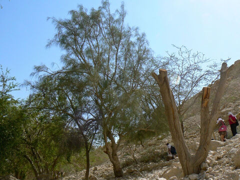 Moringa tree at Ein Gedi, Israel. <br/>Moringa (Moringa peregrina). <br/>Moringa is not named in the Bible, but it occurs in the semi-arid parts of Israel, the Sinai, and Jordan and may help explain the puzzling verse in Exodus 15:25. God instructs Moses to purify undrinkable water by throwing in a piece of wood (or tree). The Bible does not make mistakes or have fairy tales, so how might this miracle have occurred if there is a natural explanation? <br/>The seeds of moringa trees (which are in long pods), when crushed and added to water, release proteins that are natural coagulants. This causes dirty matter to flocculate or precipitate out and sink to the bottom taking harmful bacteria as it does so.  Seeds from just one tree are sufficient to purify about 30,000 litres of water and the process takes only 1-2 hours. <br/>Another possible explanation is a charred log, the carbon of which absorbs the dirty matter and is why carbon is commonly used in water filters. – Slide 1
