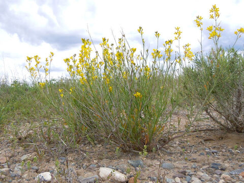 Mustard in flower and typical of the plant which is an annual. Some varieties grow very rapidly and may achieve 3 m in one season with a ‘woody’ stem that supports ’twigs’ with seeds i.e. they are ’tree-like’ for a few weeks. <br/>Mustard ‘tree’. <br/>Several times in the gospels, Jesus compares faith and the Kingdom of God to mustard seed and the mustard tree. The Greek word, sinapis, is correctly translated as mustard, yet the mustard family - Brassica - with its cross shape of four petals in the flower, has no trees. They are all annuals. Also their seeds, though tiny, are not the smallest in the world. So what was Jesus getting at? <br/>We cannot be sure, but a good suggestion is that in speaking to His audience in Galilee, who were familiar with farming, they would know about black mustard. This plant was cultivated, and had the smallest seeds of any crop plant they would use and in one season it might achieve 3 m or more in height. It’s like giant hogweed in Britain, by the autumn it is tall and woody in stem. Black mustard’s woody stem supported ‘branches’ with seeds on which for a short time in the autumn small birds would come to and feed. <br/>This may be what Jesus was picturing in His powerful illustration. If only we had been there 2000 years ago, I am sure we wouldn’t be perplexed! – Slide 2