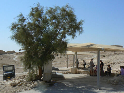 Tamarisk tree shading the drinking fountain on top of Masada, Israel. <br/>Tamarisk (Tamarix aphylla). <br/>Known as the leafless tamarisk because it is the twigs which are green. A small tree of the desert and wadis that is tolerant of saline (salty) soil. It excretes salt through glands in its ‘leaves’ which, as the moisture evaporates, cools the air, making it a lovely shade tree in the hot desert. Abraham planted one to seal the treaty of Beersheba (Gen. 21:33). <br/>Two other tamarisk species may be implied in the Bible. The Jordan tamarisk which forms dense, impenetrable shrubbery beside the river may be the ‘thickets’ of Jeremiah 12:5 and Manna tamarisk may be what yielded the manna the children of Israel gathered in the their desert wanderings. – Slide 5