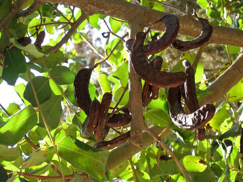 Carob foliage showing the curly pods. <br/>Carob (Ceratonia siliqua). <br/>Small, open woodland tree with edible fruit in the shape of straight or curved pods. Their remarkably uniform seeds (beans) were used for weights with scales and give rise to the root of the wood ‘carat’ for assaying gold. <br/>Carob pods were probably what the prodigal son fed to the swine, the husks of which he wanted to eat, in Jesus’ famous parable (Luke 15:16). Carob may also be the food John the Baptist ate in the wilderness which is often translated as ‘locusts’ (Matt. 3:4). A common name for carob is ‘St John’s bread’. – Slide 6