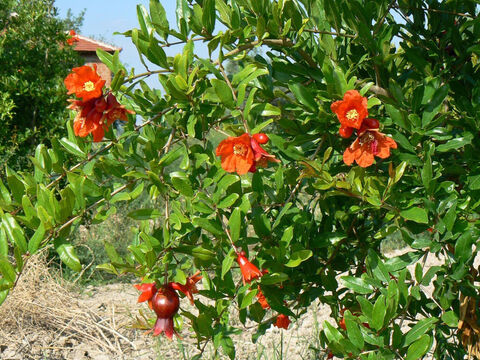 Pomegranate displaying bright scarlet flowers. <br/>Pomegranate (Punica granatum). <br/>Long cultivated for its fruit, this colourful tree yields two harvests a year. The pomegranate motif was woven into and hung from the hem of a priest’s robe (Exod. 28:33-34). It was one of the seven species of promise (Deut. 8:8) and is included in the fruits the spies brought back (Num. 13:23). A metaphor of beauty and desire in Song of Solomon (Song.4:3). – Slide 7