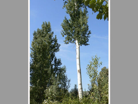 Poplars near the Dan River, in northern Israel. <br/>Poplar (Populus alba and P. euphratica). <br/>There are many species of poplar and two mentioned in the Bible. They are fast growing trees usually found near water and can often be seen beside the River Jordan. <br/>Jacob peeled white poplar branches when breeding sheep (Gen. 30:33) and it was probably Euphrates poplars on which the Israelites hung their harps in exile in Babylon (Ps.137:1-3). David was instructed to muster his army by listening for when the wind rustled the leaves of poplars (2 Sam. 5:23-24). – Slide 8