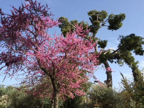 Judas tree in Jerusalem. <br/>Judas trees (Cercis siliquastrum). <br/>This common, small tree in Israel is not mentioned by name in the Bible but has been associated with Judas Iscariot as the tree on which he hanged himself. There is little evidence supporting this, more that its flower buds stay tight for weeks and look like drops of blood. The tree itself flowers profusely in the Spring and, as a result, can be readily identified in the countryside of the Middle East in March and April. The leaves are lovely too, paired, heart-shaped and without a tip and of a delicate lightish green. – Slide 9
