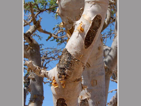 Taping scars in the stem of a Frankincense tree. <br/>Frankincense (Boswellia sacra) and Myrrh (Commiphora myrrha). <br/>Their bark is incised to ‘tap’ the resin for ‘tears of incense’. It is a profitable and very ancient industry, so much so that in 1500 BC Egypt’s Queen Hatshepsut’s famous expedition to Punt was charged with bringing back the incense trees to plant to help the massive demand for incense in temple worship. Both resins were and are widely traded - think of the ancient trade and spice routes. Both resins are valuable, myrrh especially. There are many biblical references to incense. – Slide 11