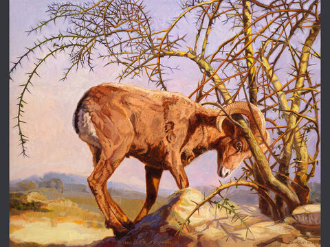 The ram on the mountains of Moriah. <br/>Abraham looked up and there in a thicket he saw a ram caught by its horns. He went over and took the ram and sacrificed it as a burnt offering instead of his son.  <br/>Genesis 22:13 <br/>Full text: Genesis 22:1-14 – Slide 6