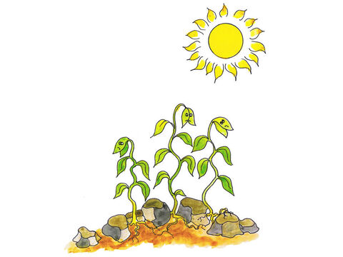 Some seeds landed on the stony ground. They sent up little shoots and tried to grow. But when the hot sun came up they didn’t have enough deep roots to survive. The stony ground seeds shrivelled up. – Slide 5