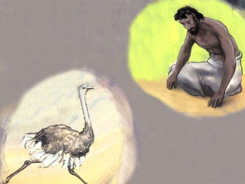 ‘The wings of an ostrich flap joyfully. She does not care that a stranger might trample on her eggs, for God did not give her wisdom, or a share of understanding.’ The Lord continued to question Job about the wonders of His creation. And Job remained silent. – Slide 55