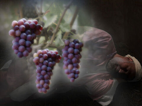 The cupbearer went first. ‘In my dream I saw a vine in front of me, and on the vine were three branches.’ – Slide 14