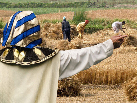 Just as Joseph had predicted, there were seven years of bumper harvests in Egypt. During these years Joseph requisitioned for the government a portion of all the crops grown. – Slide 1