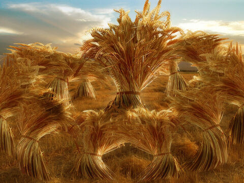 He dreams that he and his brothers are binding sheaves of grain. Suddenly his sheaf stands bolt upright and his brothers’ sheaves gather round and bow down before his. – Slide 9