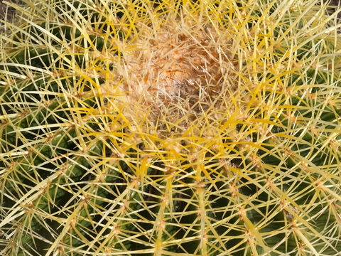 Cactus spines. – Slide 7