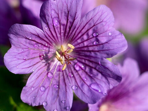 Flower with raindrops. – Slide 15