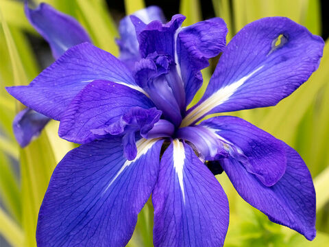 Iris flower. – Slide 1