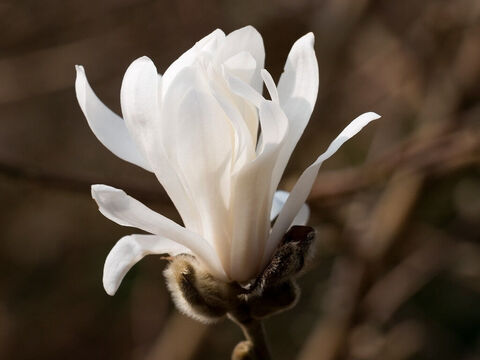 Magnolia stellata flower. – Slide 5