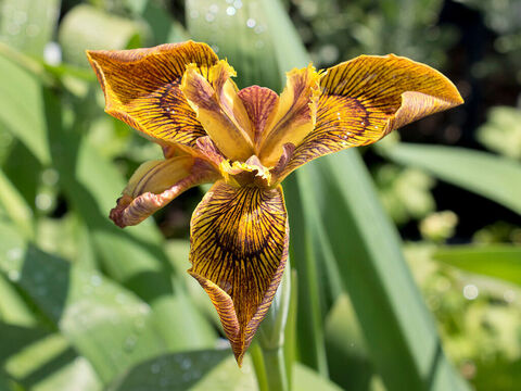 Orange iris flower. – Slide 10