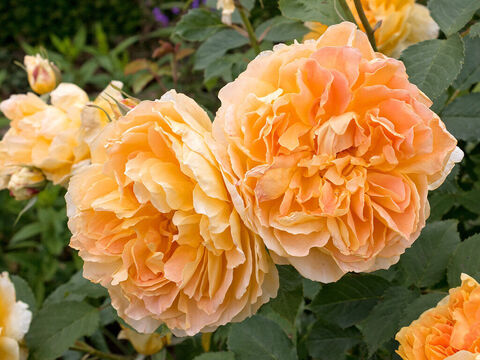Orange roses in a garden in England. – Slide 12