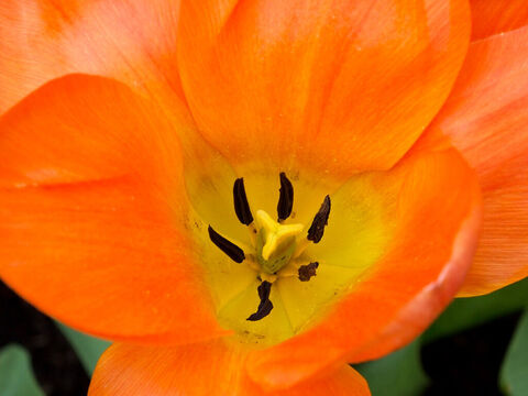 Orange tulip. – Slide 13