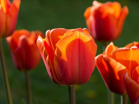 Orange tulips. – Slide 14