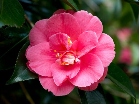 Pink camellia. – Slide 21