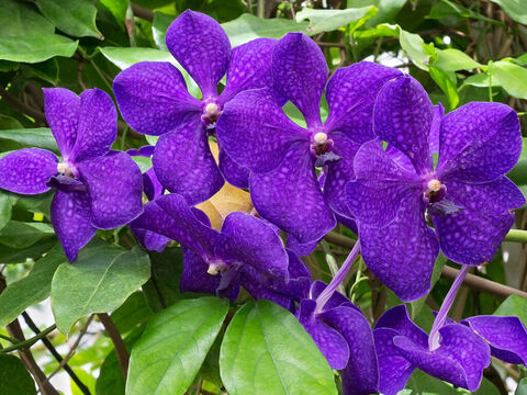 Purple orchids. – Slide 2