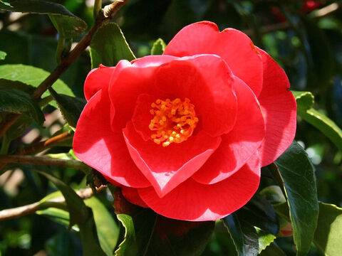 Red camellia. – Slide 4