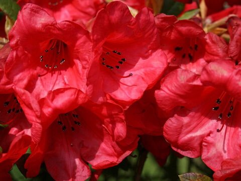 Red rhododendrons. – Slide 7