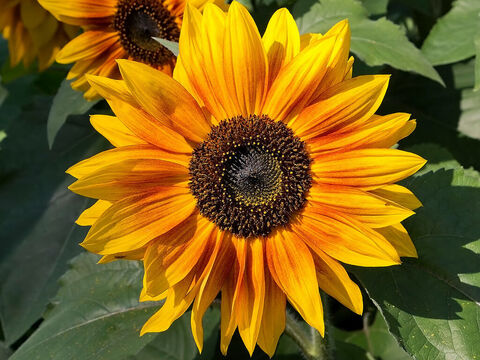 Sunflowers. – Slide 14