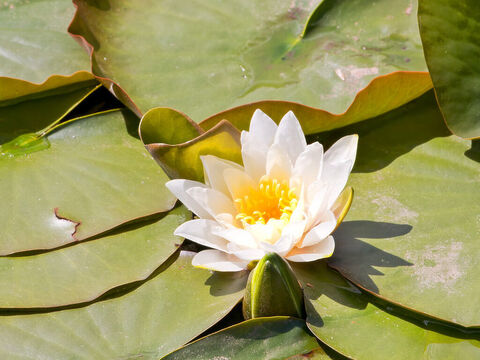 Water lily. – Slide 19