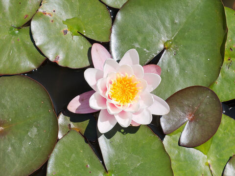 Water lily. – Slide 1