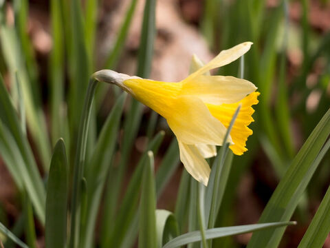 Wild daffodil. – Slide 11