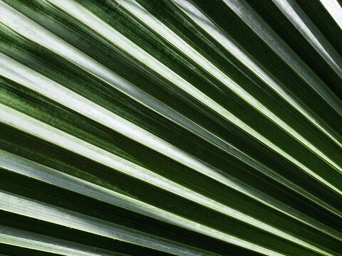 Umbrella palm. – Slide 8