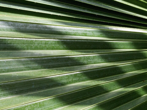 Umbrella palm. – Slide 9