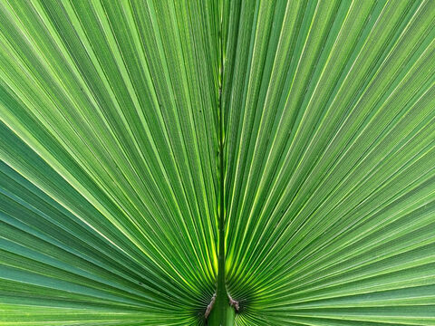 Umbrella palm. – Slide 10