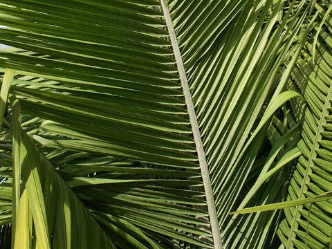 Palm fronds. – Slide 11