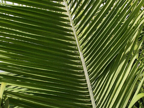 Palm fronds. – Slide 12