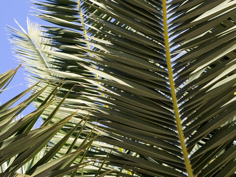 Palm fronds. – Slide 13