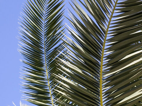 Palm fronds. – Slide 14