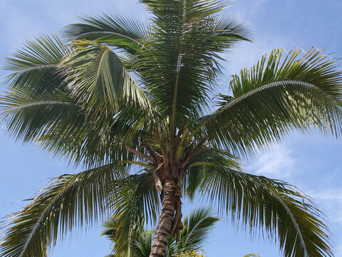 Palm tree. – Slide 19