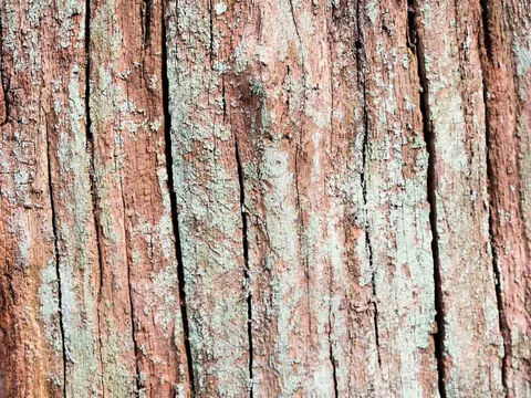 Tree stump texture. – Slide 2