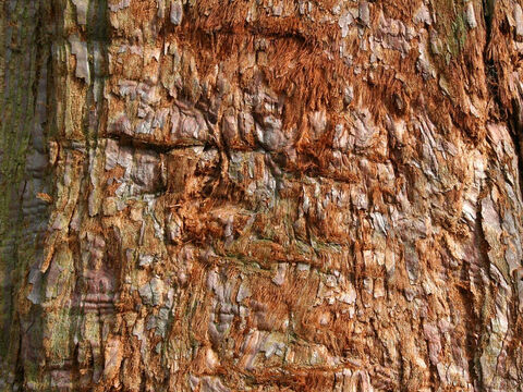 Red bark texture. – Slide 4