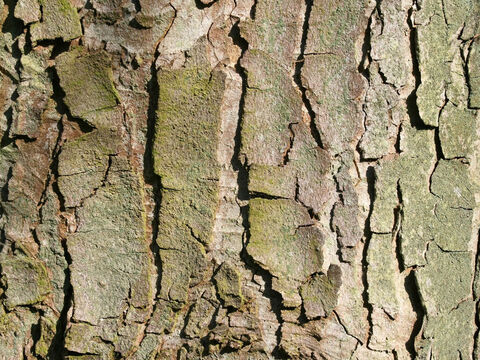 Bark of an old sycamore (Acer campestris) tree. – Slide 6