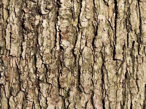 Bark of an oak (Quercus) tree. – Slide 7